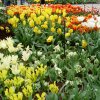 Amsterdam-Keukenhof-Brussel-Maastricht